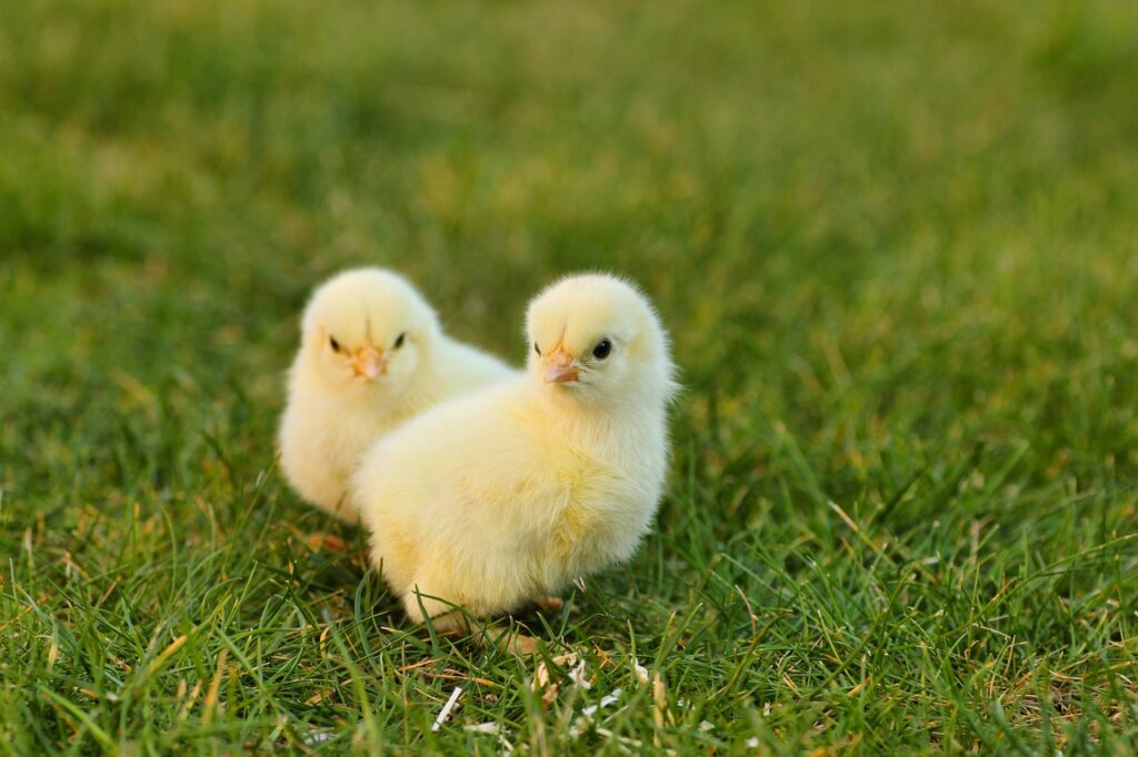 birds, chick, ornithology, species, fauna, avian, animal, nature, feathers, plumage, farm yard, chicken, grass, happy easter, chick, chick, chick, chicken, chicken, chicken, chicken, chicken