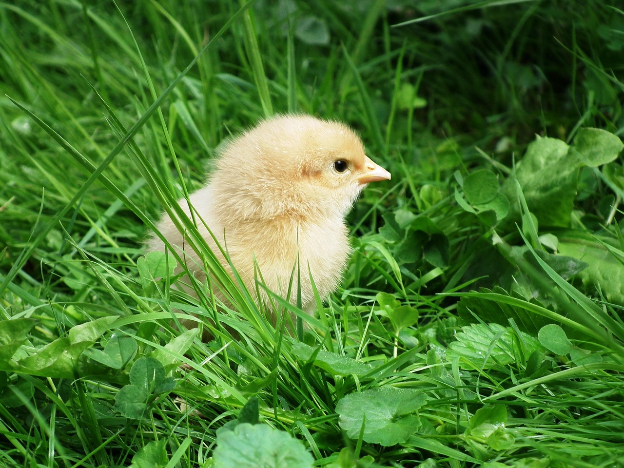 chick, yellow, cute, fluffy, plumage, chicken, chick, chick, chick, chick, chick