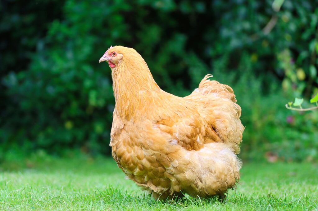 hen, beak, feathers, orpington, animal, plumage, poultry, chicken, wildlife, rural, domestic animal, portrait, chicken breed, nature