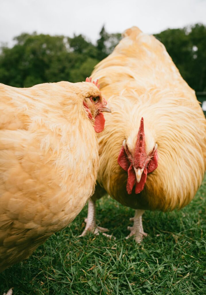 Two Buff Orpington chickens exploring a grassy meadow on a farm during daytime.